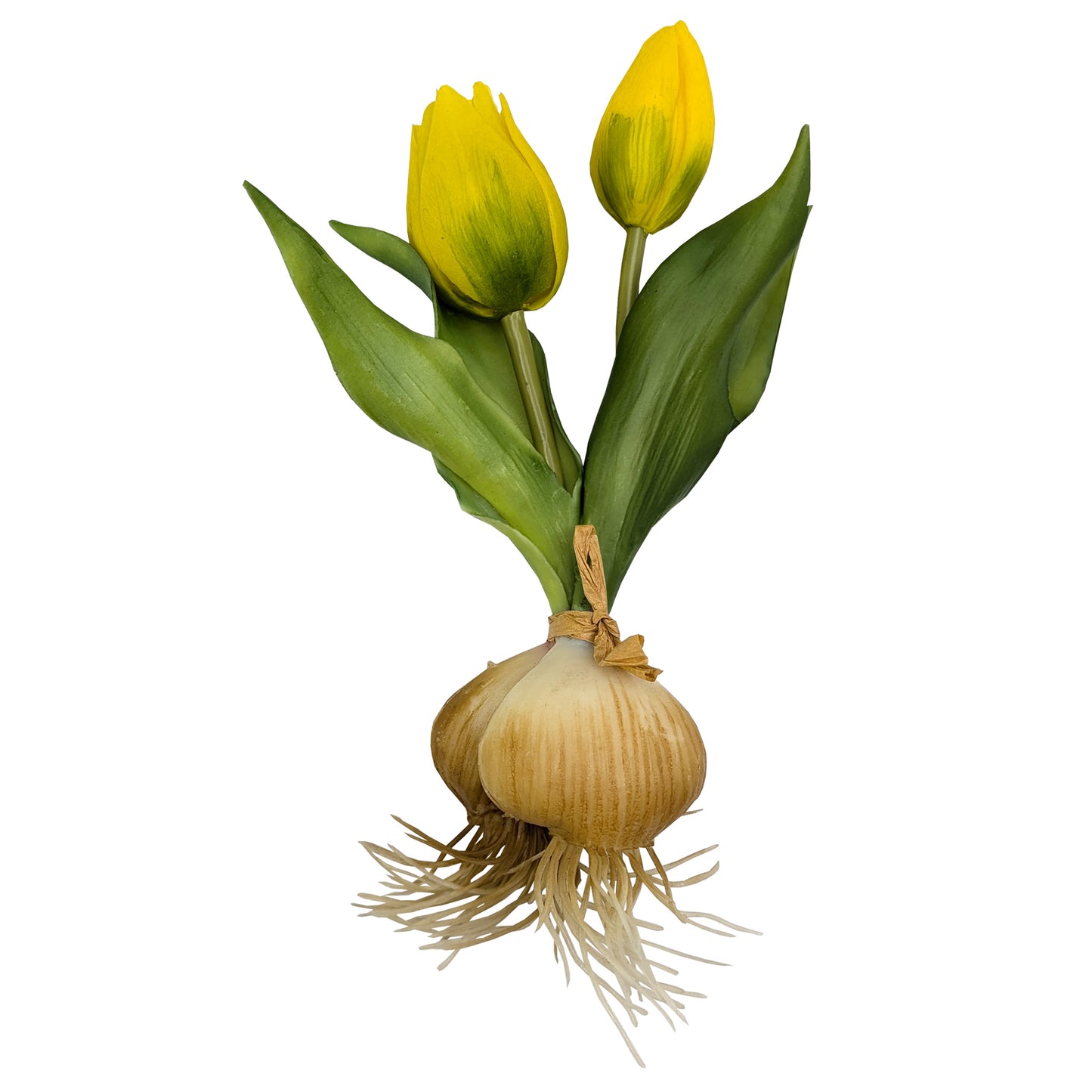 Freigestellter Tulpenbund mit gelben Blüten und Zwiebeln auf weißem Hintergrund