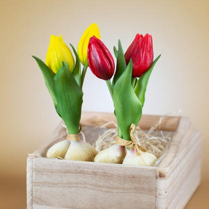 Beide Varianten (rot & gelb) nebeneinander in Holzkiste