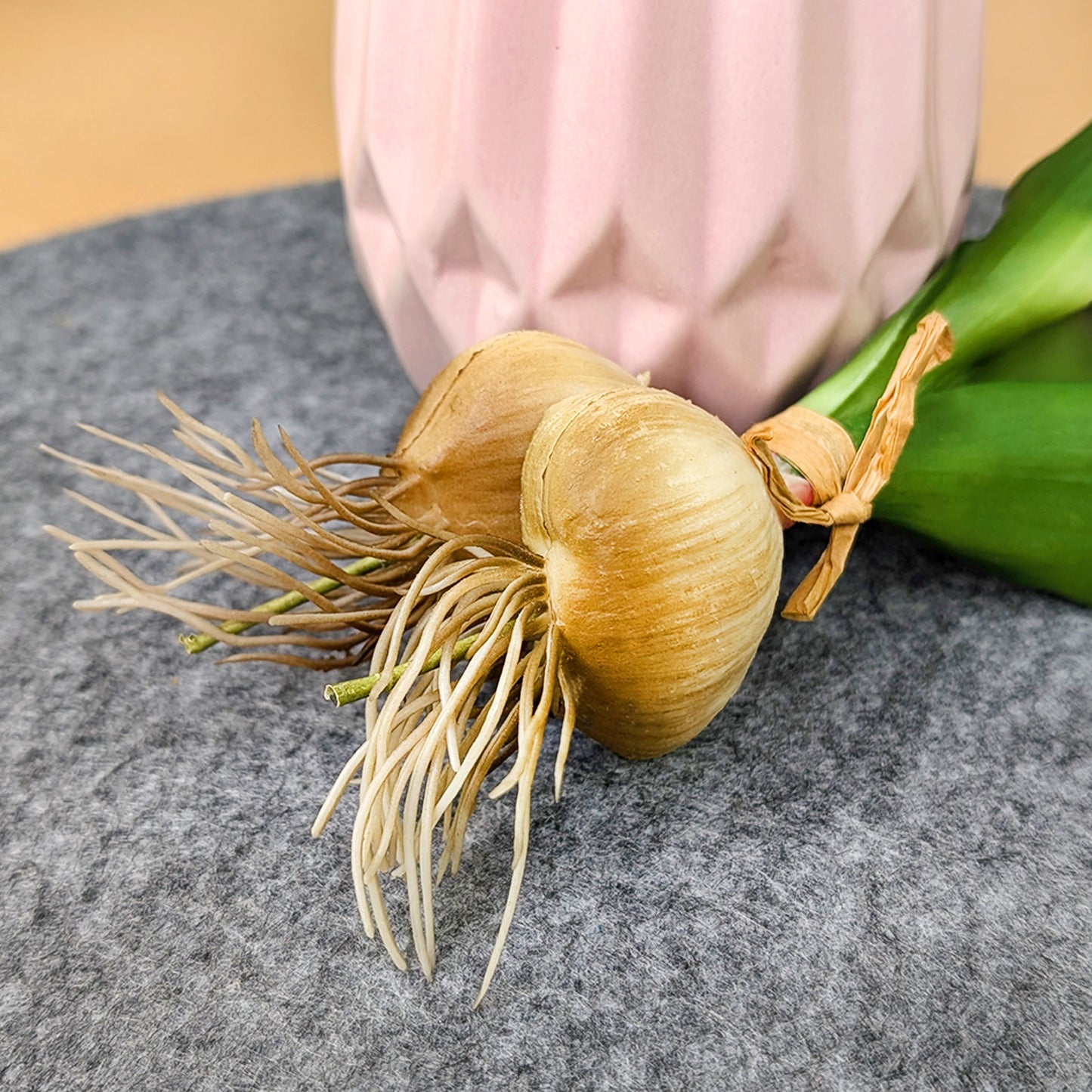 Nahaufnahme der weißen Zwiebel von unten