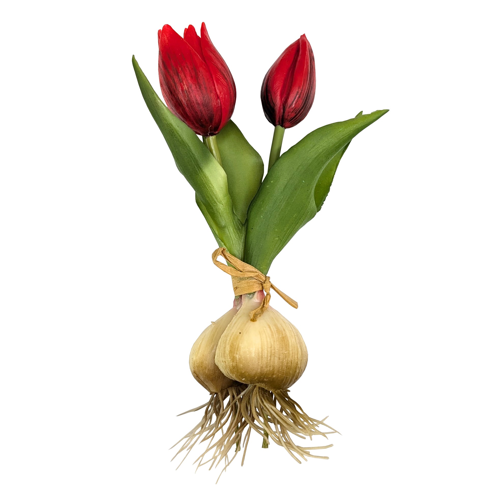 Freigestellter Tulpenbund mit roten Blüten und Zwiebeln auf weißem Hintergrund