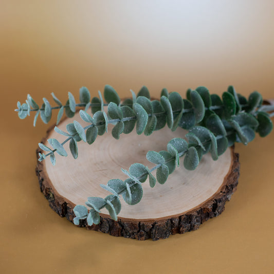 Eukalyptuszweige als auf Holzscheibe - seitlich fotografiert