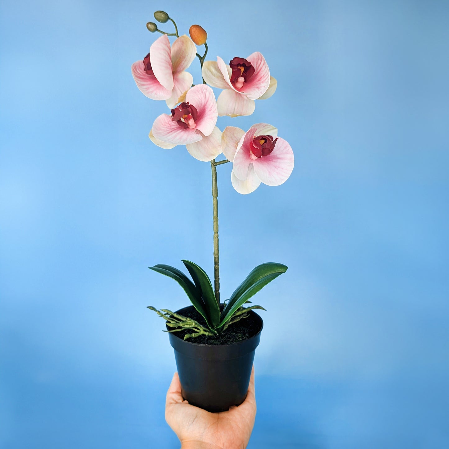 Dekorative Kunstorchidee auf Hand gehalten mit blauem Hintergrund