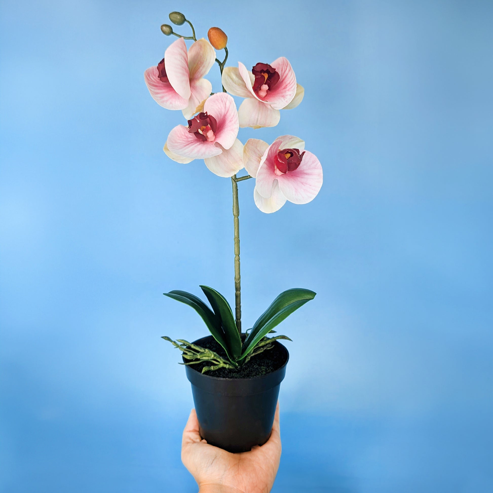 Dekorative Kunstorchidee auf Hand gehalten mit blauem Hintergrund