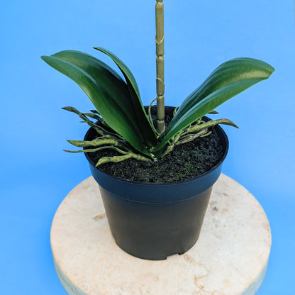 Detailansicht der grünen Blätter aus Kunststoff