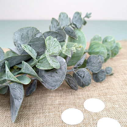 Eukalyptuszweig mit mattgrünen Blättern in Nahaufnahme