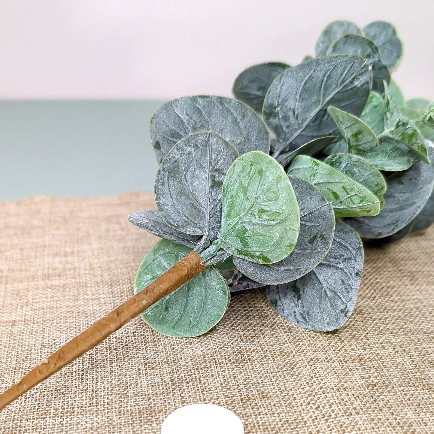 Unterseite des Eukalyptuszweig mit mattgrünen Blättern in Nahaufnahme